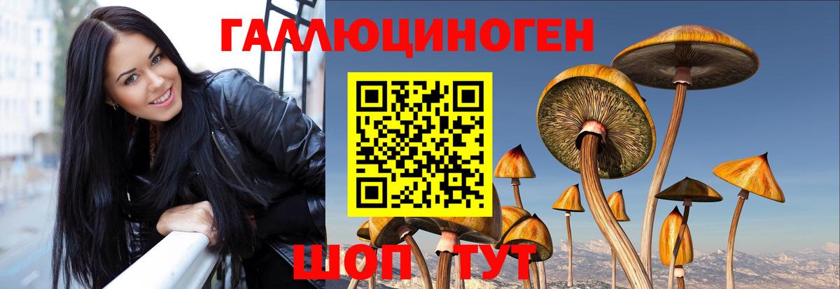 Псилоцибиновые грибы Psilocybe Сокол